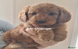 Mini Goldendoodle dogs for sale: 5 beautiful healthy goldendoodle F1 - Image 2