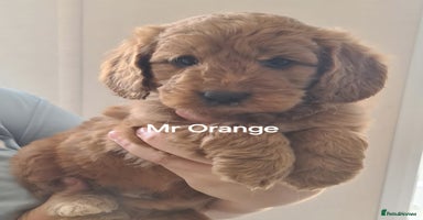 Mini Goldendoodle dogs - Advert 16