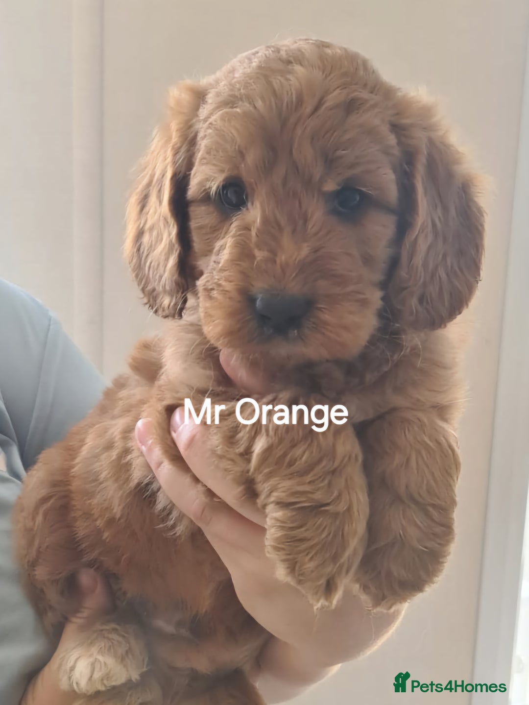 Mini Goldendoodle dogs for sale: 5 beautiful healthy goldendoodle F1 - Image 2