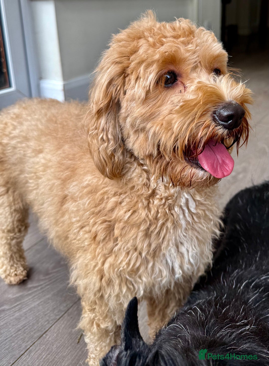 Cavapoo dogs for adoption: Coco – Too Young to Be Forgotten - Image 4