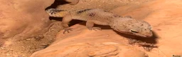 Leopard Gecko reptiles for sale: Leopard gecko and set up  in Wirral - Advert 4