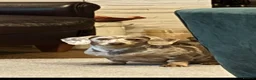 Miniature Dachshund dogs for sale: ADORABLE Miniature Dachshund KC Pups  - Advert 3
