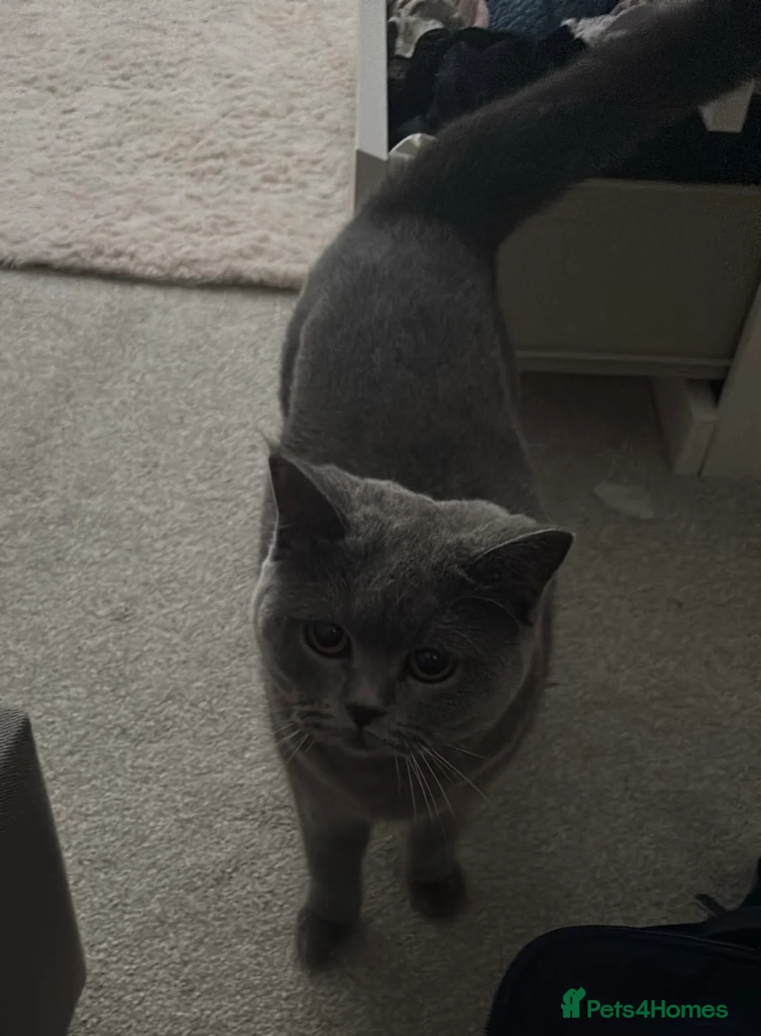 British Shorthair cats for sale: Female Pure British Blue  - Advert 2