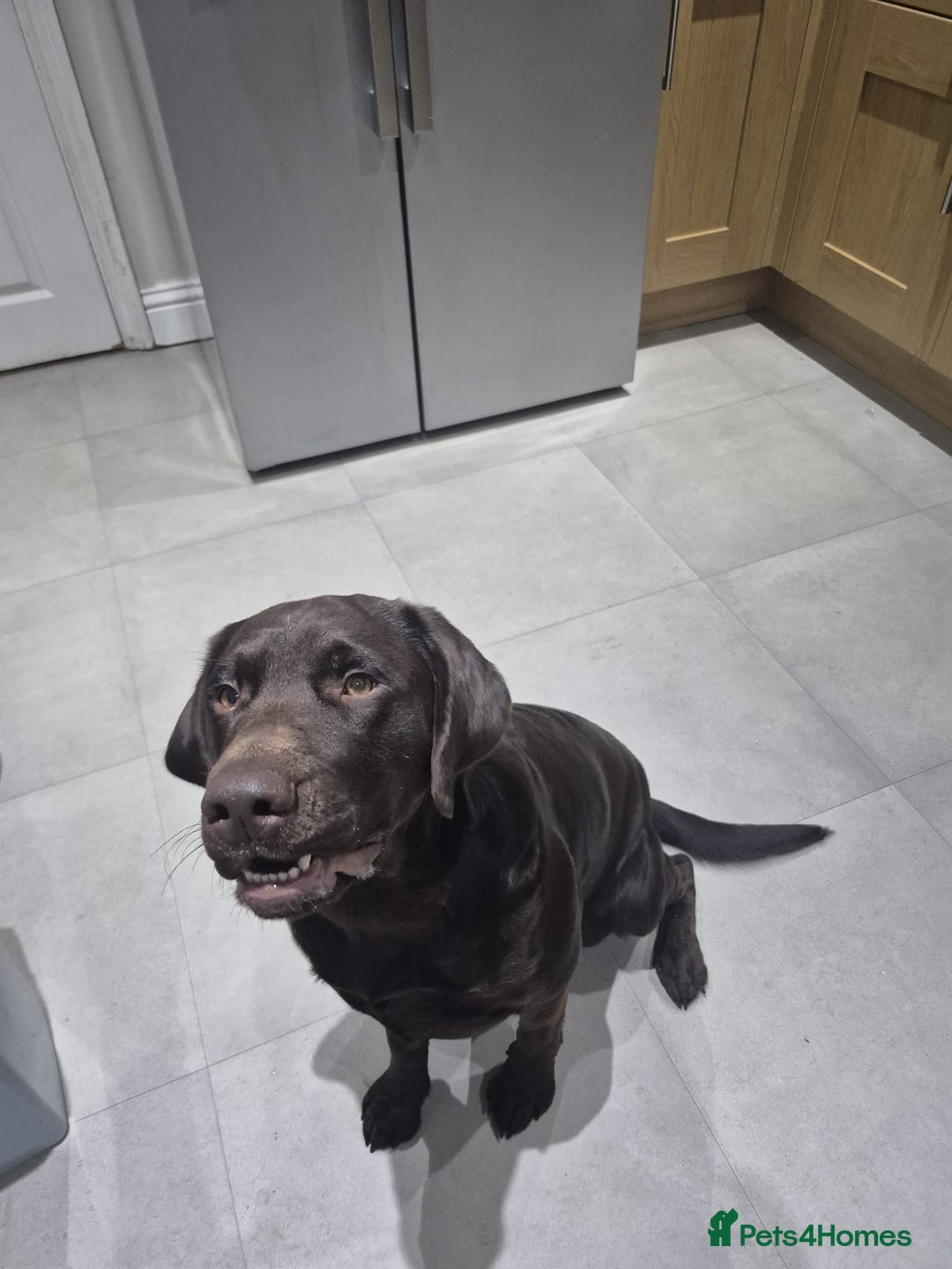 Mixed Breed dogs for sale: Bull pei/Labrador  - Advert 10