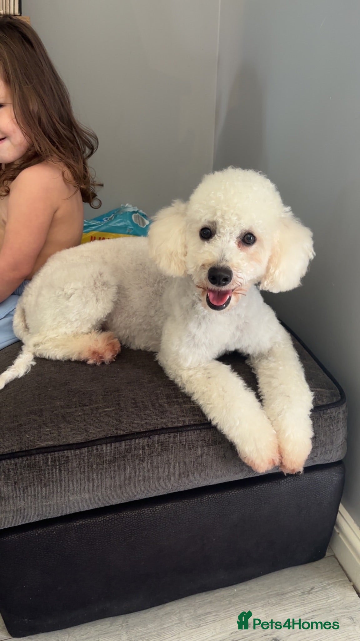 Miniature Poodle dogs 2x female miniature poodle  - Advert 9