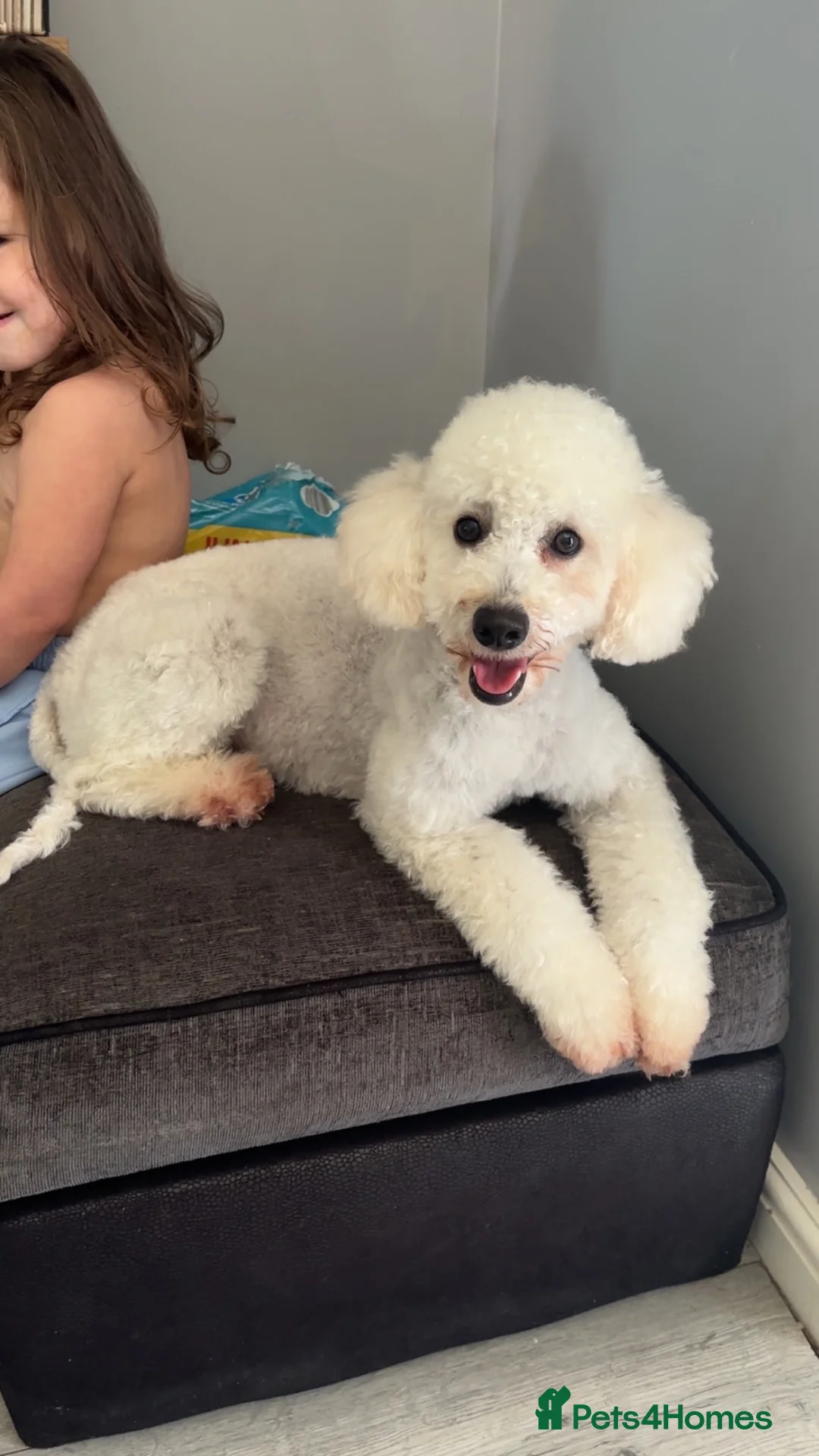 Miniature Poodle dogs for sale: 2x female miniature poodle  in Doncaster - Advert 1