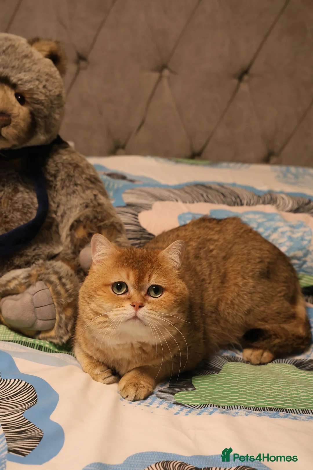 British Shorthair cats for stud: British shorthair Gold Ny12 in Nottingham - Advert 5