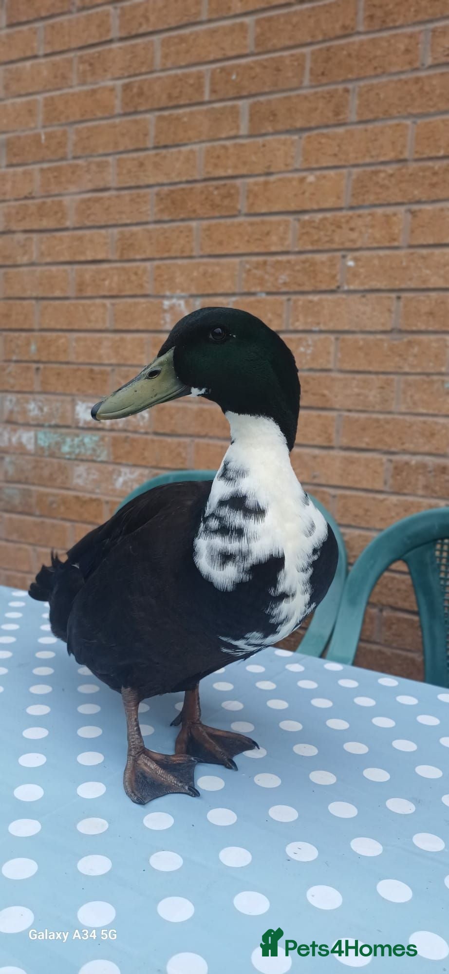 Ducks poultry Black Swedish duck - Advert 3