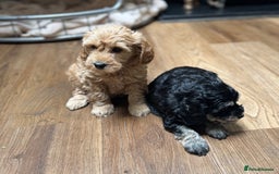 Schnoodle dogs for sale: Miniature Schoodle puppies - Image 4
