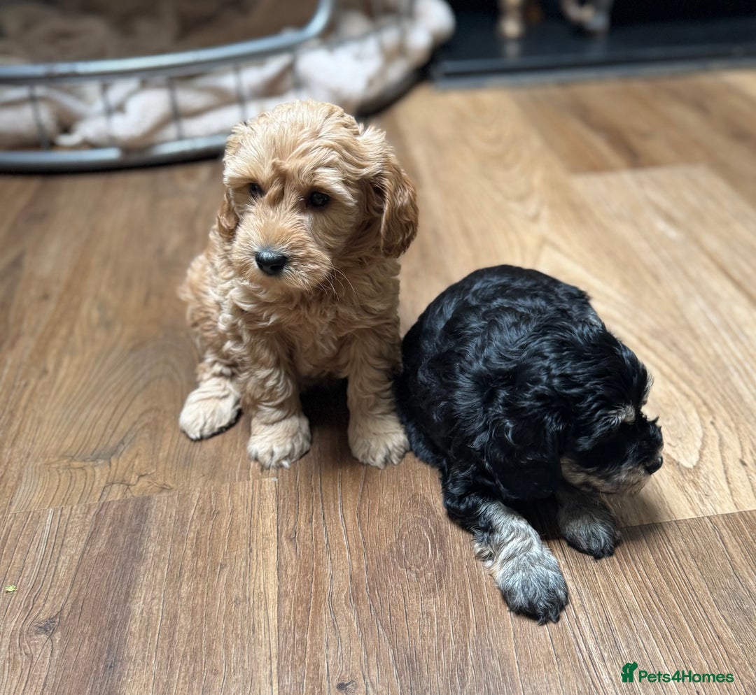 Schnoodle dogs for sale: Miniature Schoodle puppies - Image 4