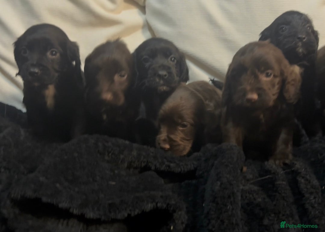 Cockapoo dogs for sale: Adorable F1B Cockapoos❤️💙 🐾 - Advert 30