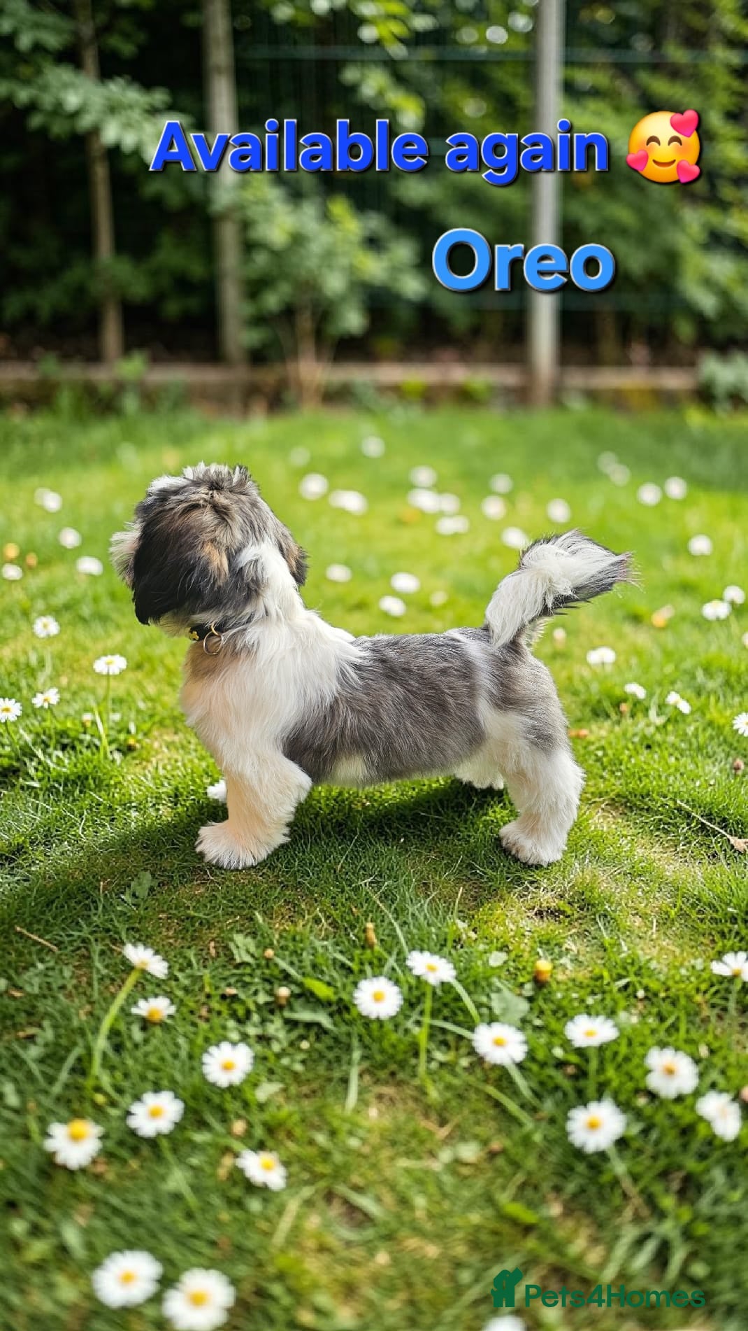 Shih Tzu dogs  💞 PURE STANDARD SHIH TZU 💕 - Advert 17