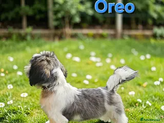 Shih Tzu dogs 💞 PURE STANDARD SHIH TZU 💕 - Advert 17