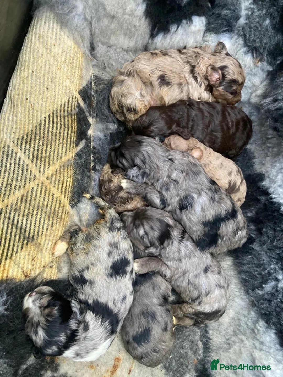 Cockapoo dogs for stud: f1 Merle cockapoo for stud in Nottingham - Advert 15