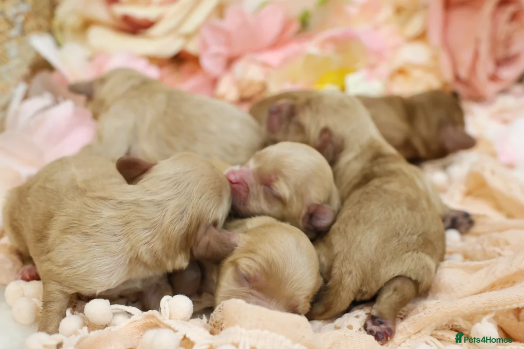 Cavapoo dogs for sale: Health Tested Cavapoo Puppies - Advert 3