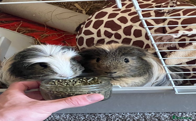 Guinea Pig rodents - Advert 1