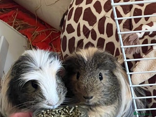 Guinea Pig rodents - Advert 29