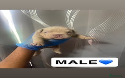 American Bully dogs for sale: American Bully Puppies - Advert 3