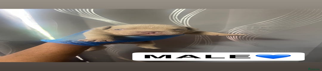 American Bully Puppy 3