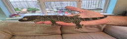 Gecko reptiles for sale: Female Tokay gecko and individual set up - Advert 10