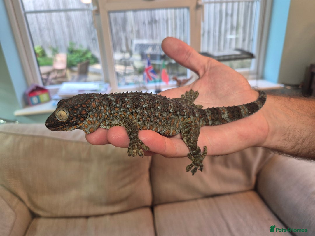 Gecko reptiles for sale: 2 x Female Tokay geckos and individual set ups - Image 10