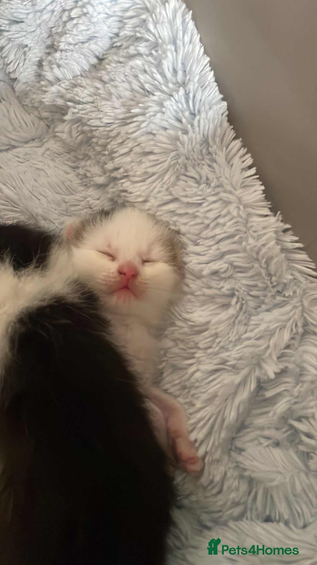 British Shorthair cats for sale: Kittens for sale  - Image 8