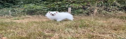 Pomeranian dogs for sale: Very tiny white Pomeranian female 7month old - Advert 4