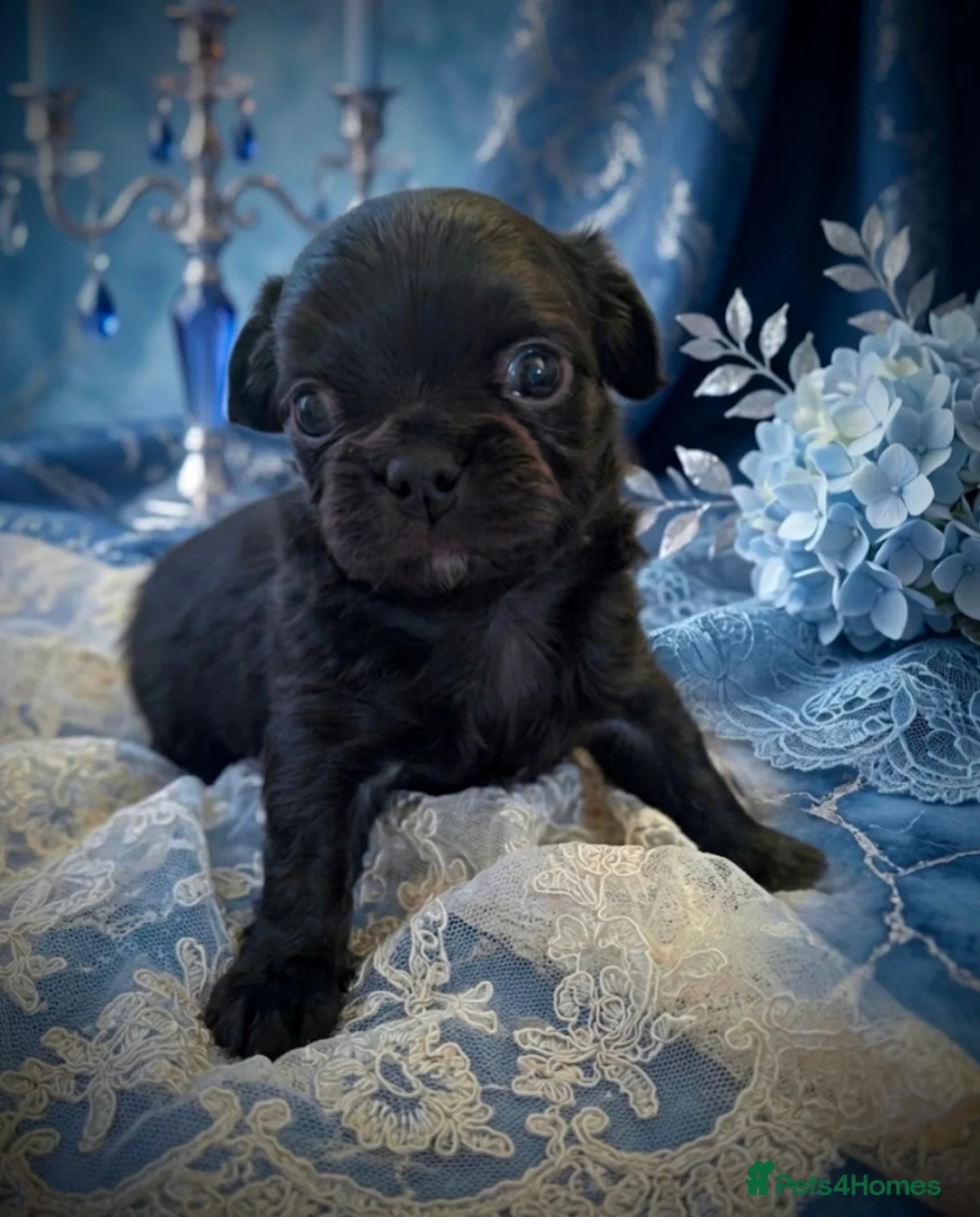 Chihuahua dogs for sale: KC registered Long Coat Chihuahuas  - Advert 2