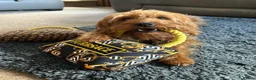 Labradoodle dogs for sale: Absolutely beautiful, F1bb Miniature Labradoodles  - Advert 5