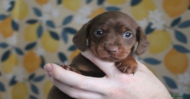 Miniature Dachshund dogs Adorable miniature dachshund puppies 3boys 1 girl - Advert 4
