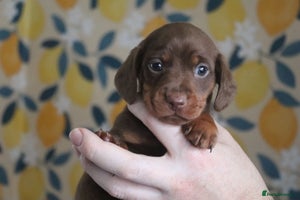 Miniature Dachshund dogs Adorable miniature dachshund puppies 3boys 1 girl - Advert 8