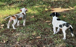 Pointer dogs for sale: KC registered Pointer Puppies, ready to leave - Image 6