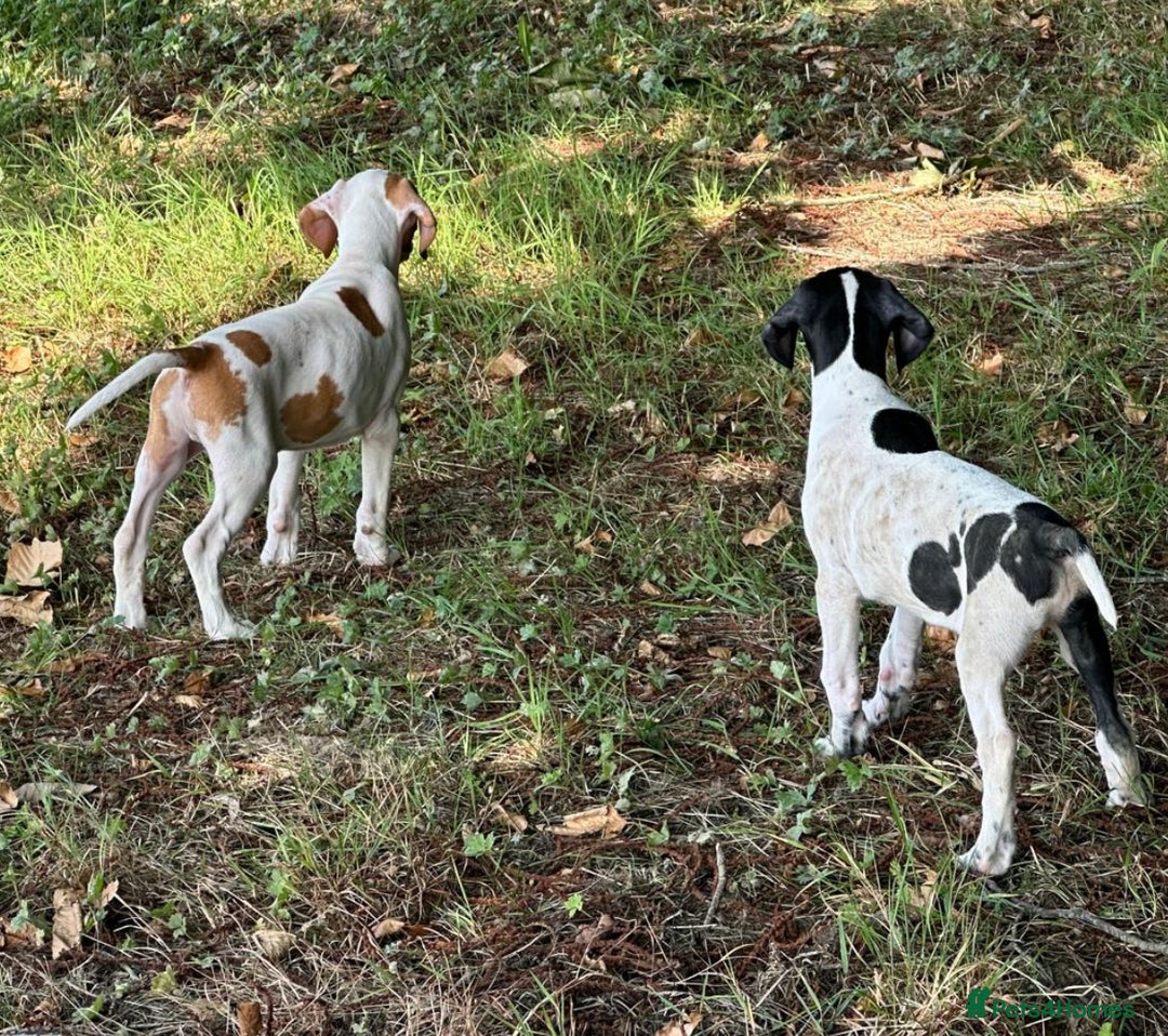 Pointer dogs for sale: KC registered Pointer Puppies, ready to leave - Image 6
