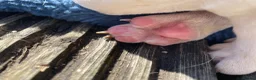 English Bull Terrier dogs for sale: Beautiful puppies in Edinburgh - Advert 3