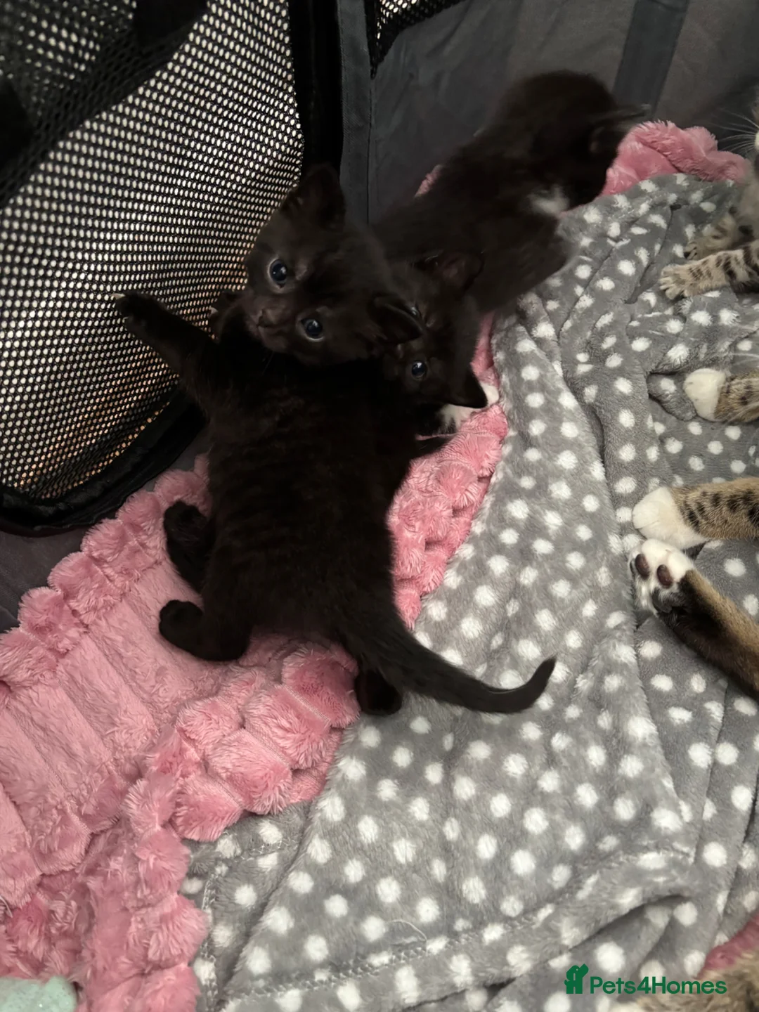 British Shorthair cats for sale: British shorthair/domestic kittens  - Advert 27