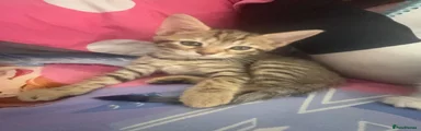 Female tabby 