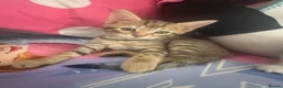 Mixed Breed cats for sale: Beautiful female  tabby needs a loving home  - Advert 8