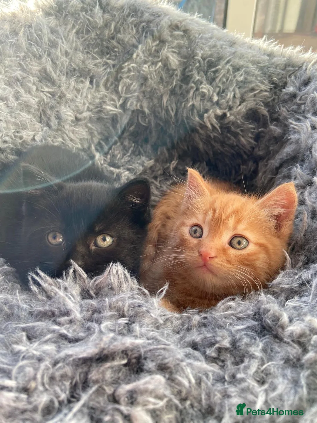 Mixed Breed cats for sale: A pair of kittens ginger and black - Advert 7