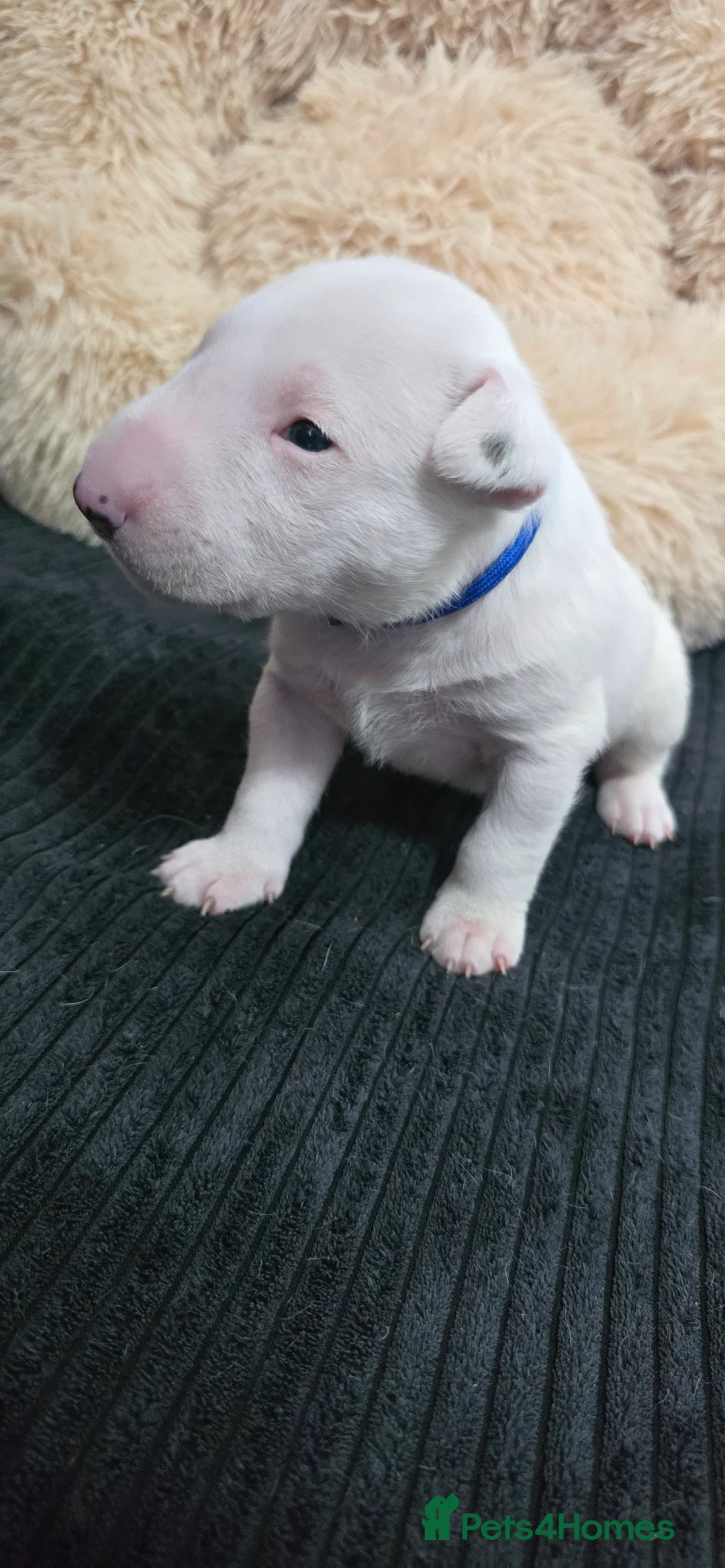 Bull Terrier dogs for sale:   English Bull terrier  - Advert 22