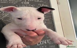 English Bull Terrier dogs for sale: Outstanding male bull terriers  - Image 14