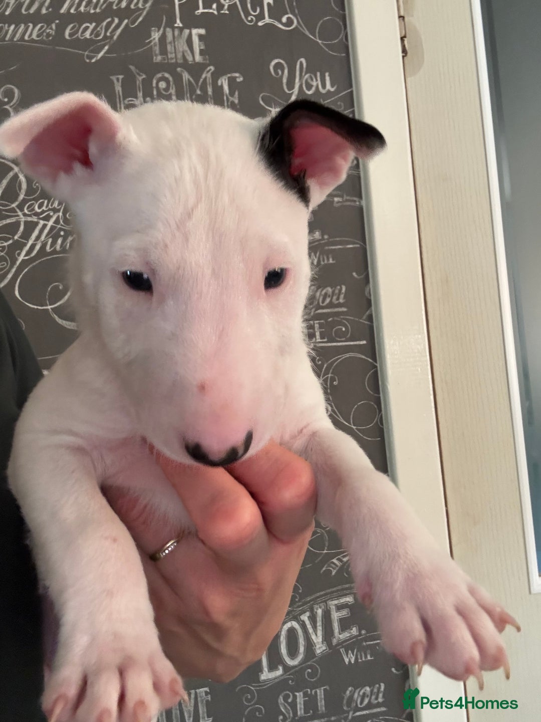 English Bull Terrier dogs for sale: Outstanding male bull terriers  - Image 14