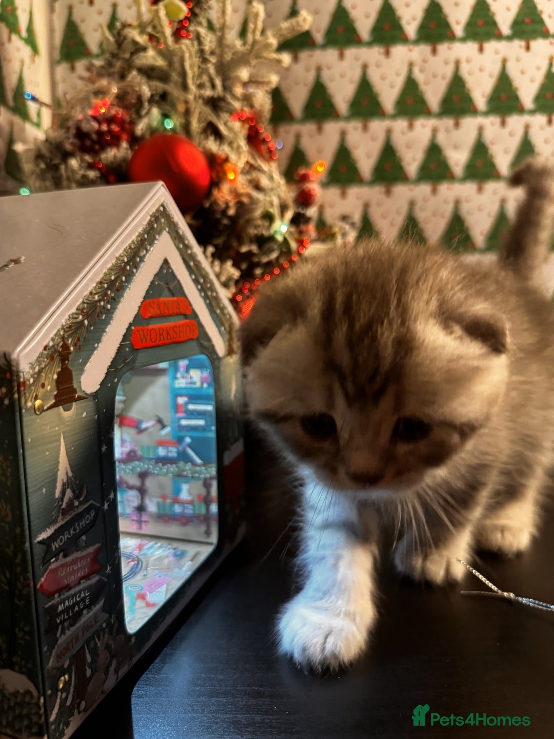 Scottish Fold cats for sale: 4 Beautiful Scottish Fold Kittens - Advert 26