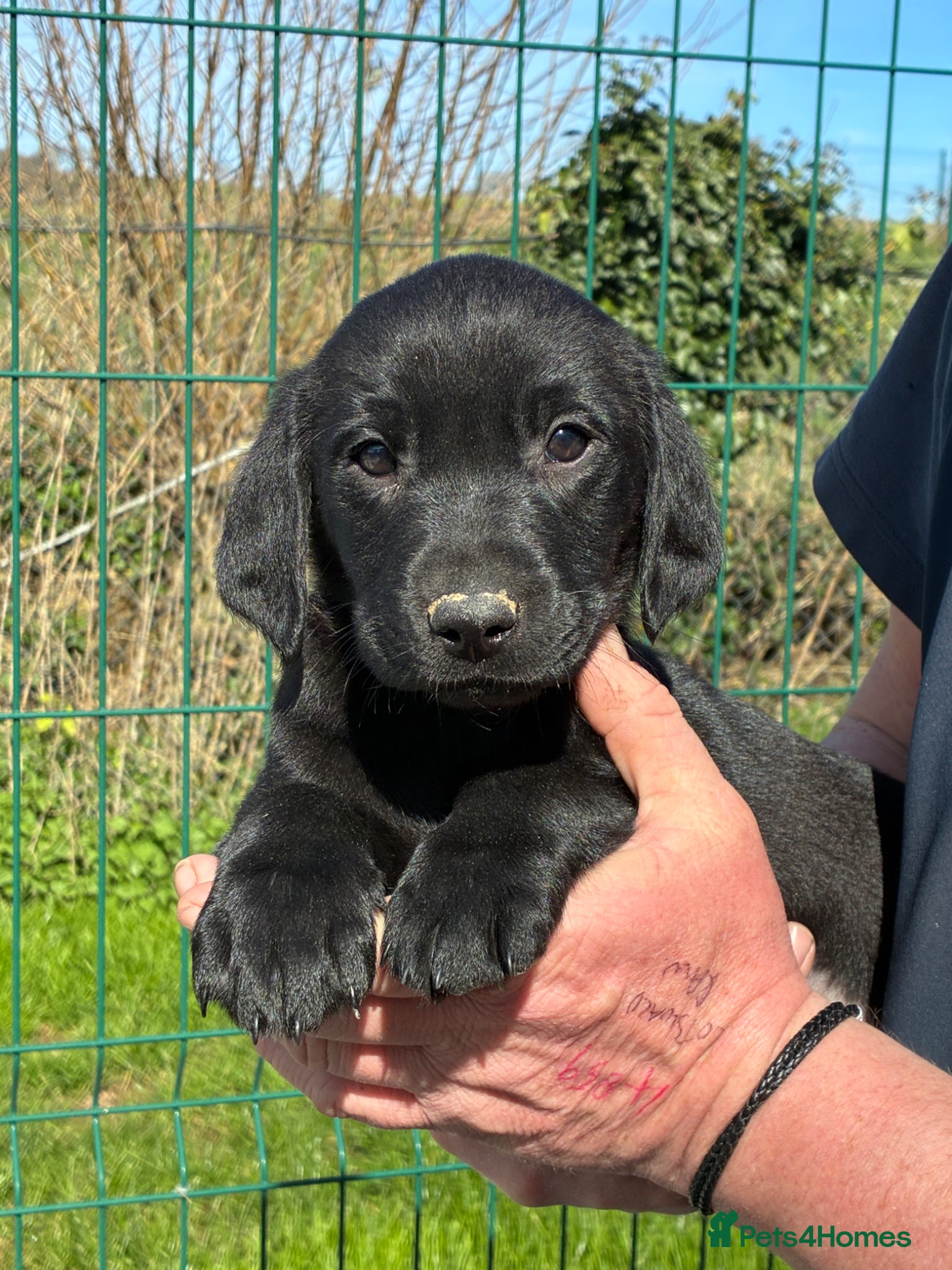 Labrador Retriever dogs Five Star Council Registered Breeder  Litter - Advert 1