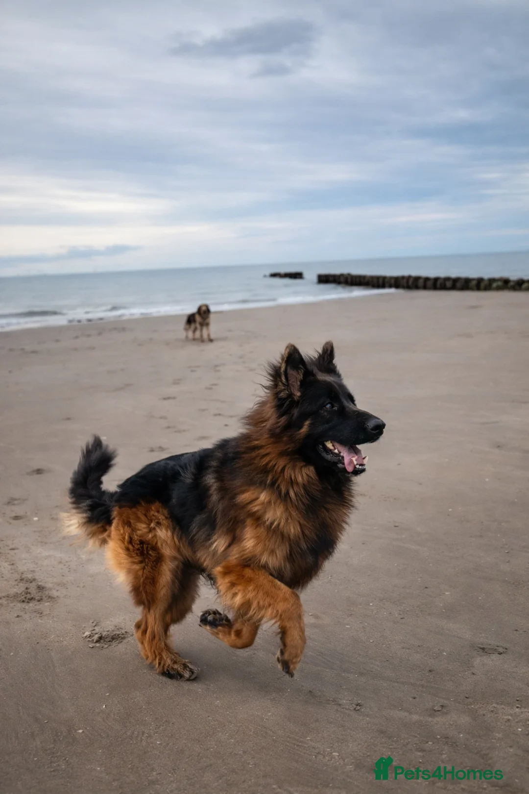 German Shepherd dogs for stud: KC REG FULLY HEALTH TESTED German Shepherd Stud in Macclesfield - Advert 12