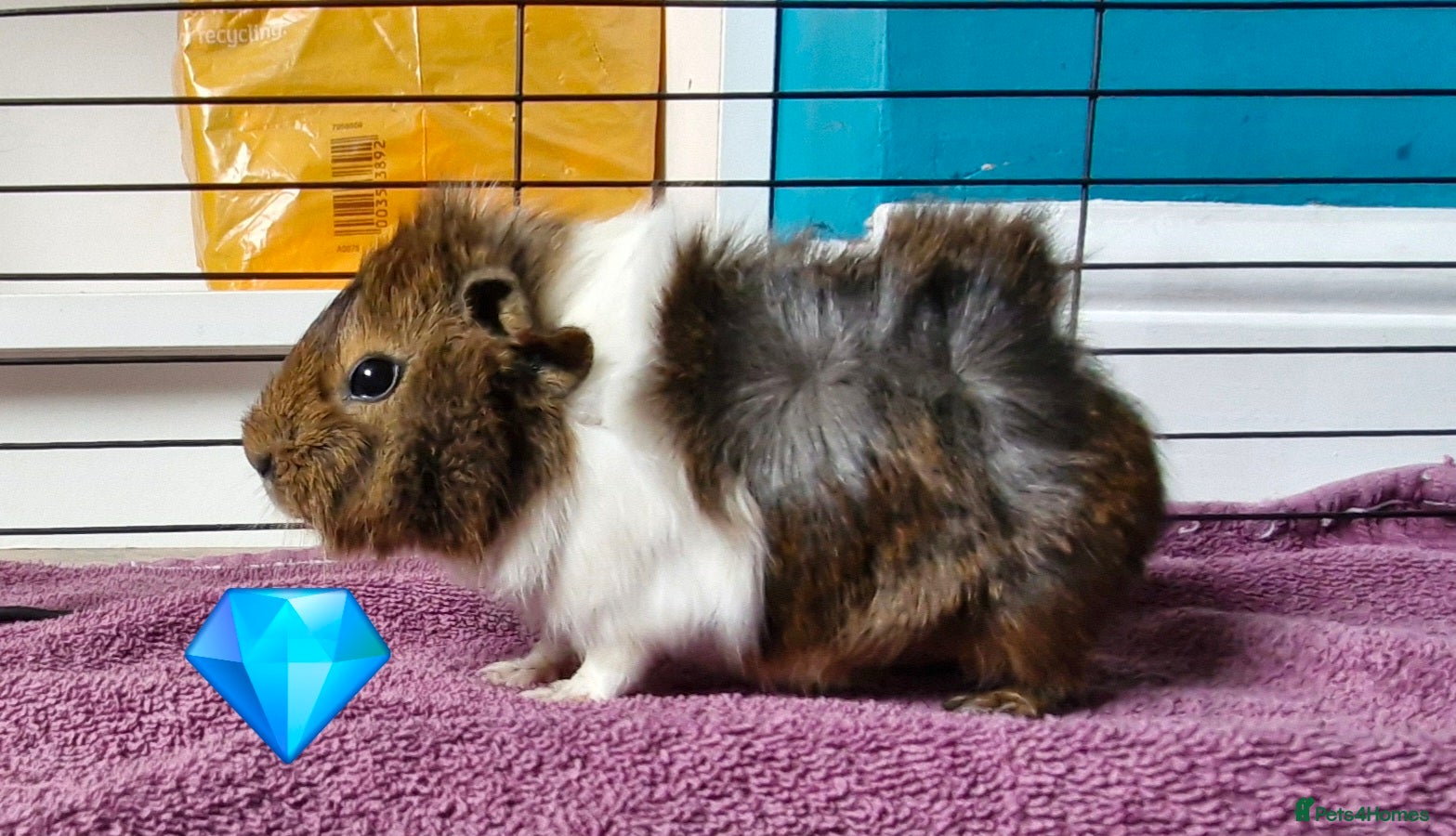 Guinea Pig rodents Beautiful male funky guinea pig - Advert 7