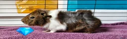 Guinea Pig rodents for sale: Beautiful funky guinea pigs - Advert 23