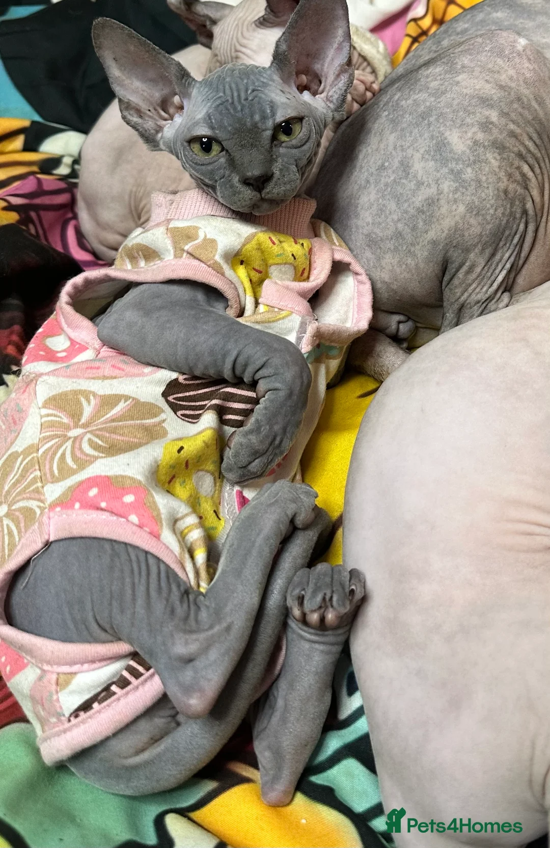 Sphynx cats for sale: LOVING SPHYNX KITTENS READY TO GO🤍 - Advert 23