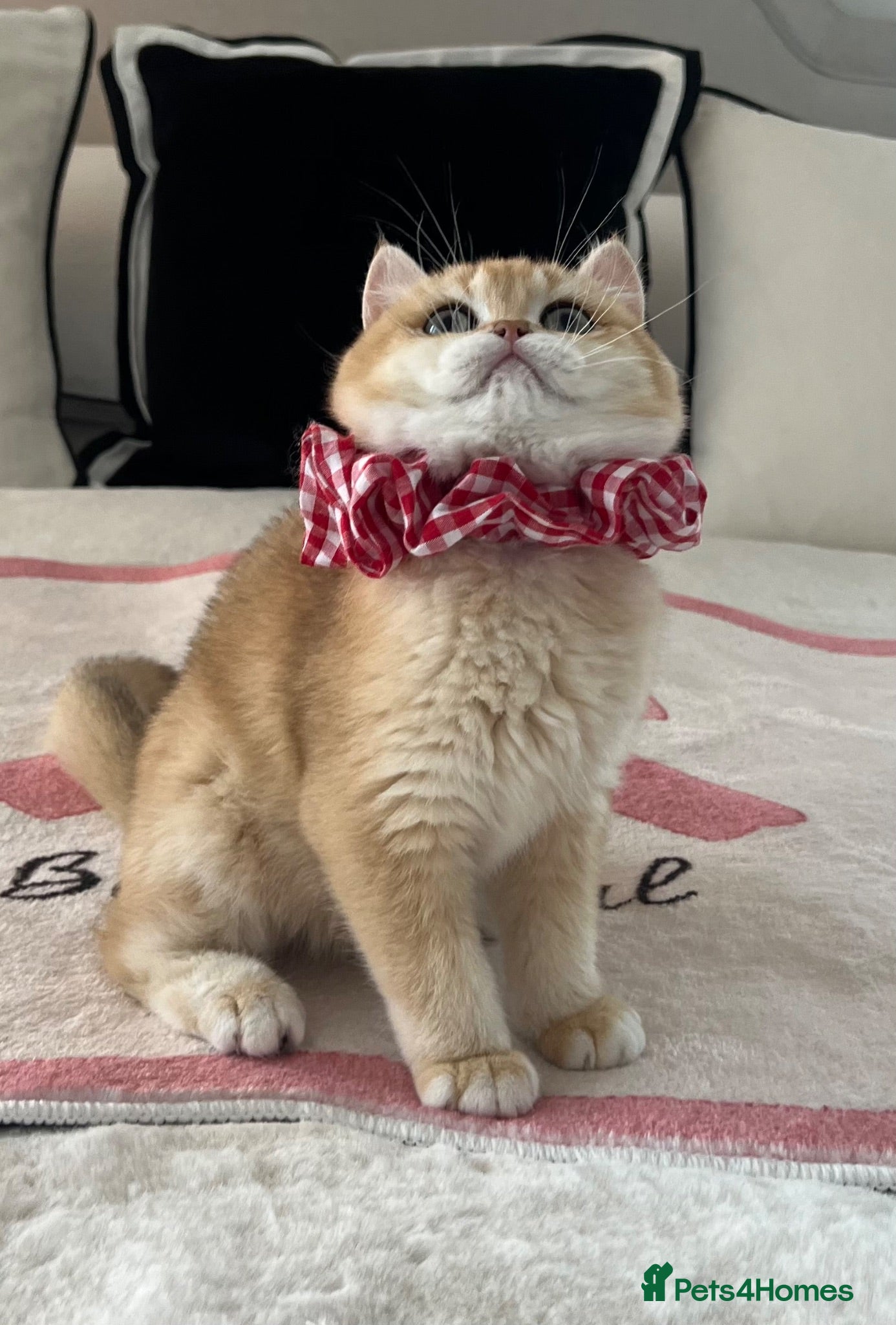 British Shorthair cats 🧸Tica Registered Golden British Shorthair🧸 - Advert 1