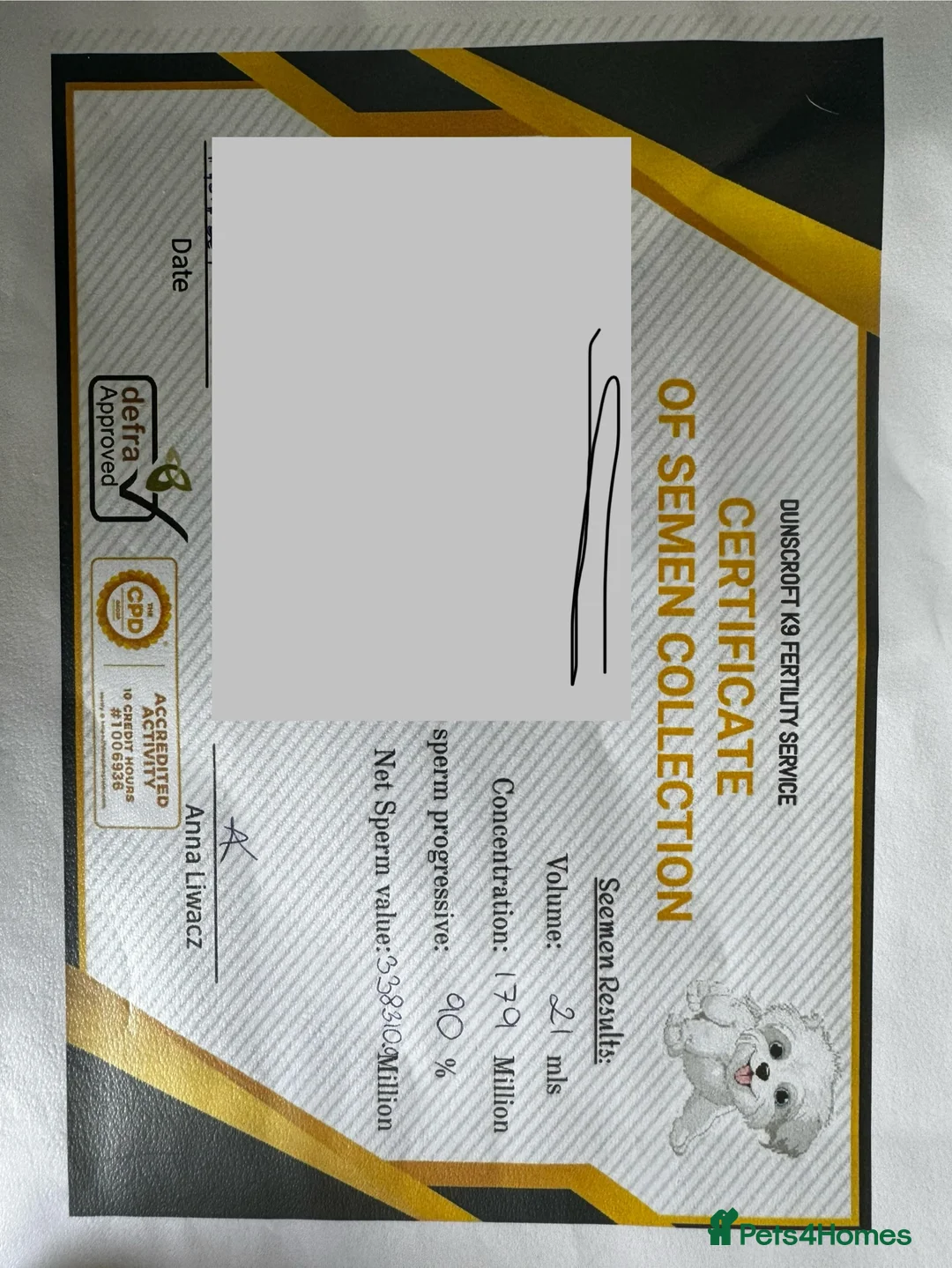 Labrador Retriever dogs for stud: Loving boy for Stud  in Doncaster - Advert 7