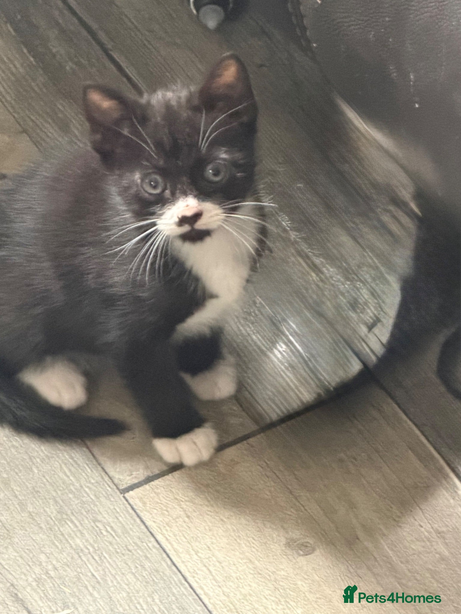 Mixed Breed cats 2 little boys looking for their forever home.  - Advert 9